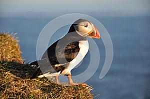 Puffin, Iceland