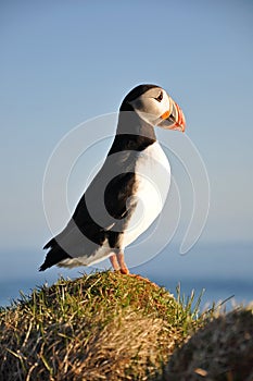 Puffin, Iceland