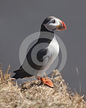 Puffin, Iceland