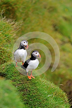 Puffin, Iceland