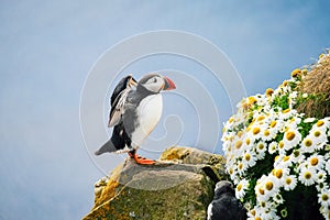 Puffin in Iceland. Seabird on sheer cliffs. Birds on the Westfjord in Iceland. Composition with wild animals. photo