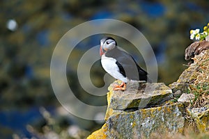 Puffin in Iceland. Seabird on sheer cliffs. Birds on the Westfjord in Iceland. Composition with wild animals.