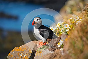 Puffin in Iceland. Seabirds on sheer cliffs. Birds on the Westfjord in Iceland. Composition with wild animals.