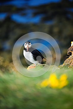 Puffin in Iceland. Seabirds on sheer cliffs. Birds on the Westfjord in Iceland. Composition with wild animals.