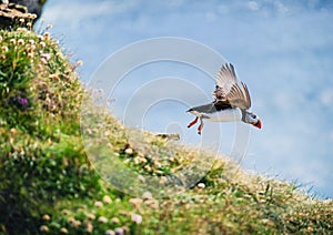 Puffin in Iceland. Seabirds on sheer cliffs. Birds on the Westfjord in Iceland. Composition with wild animals.