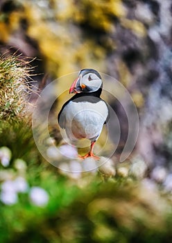 Puffin in the Iceland. Seabirds on sheer cliffs. Birds on the Westfjord in the Iceland. Composition with wild animals.