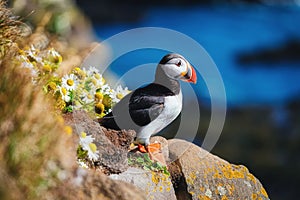 Puffin in the Iceland. Seabirds on sheer cliffs. Birds on the Westfjord in the Iceland. Composition with wild animals.