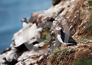 Puffin on Icelandic Cliffside