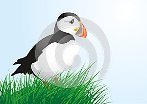 Puffin