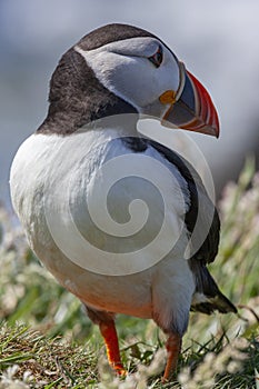 Puffin - Island of Lunga - Scotland