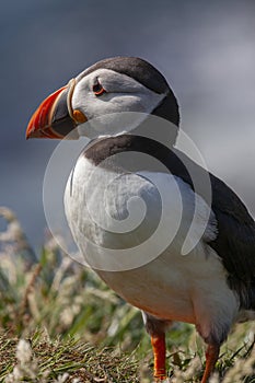 Puffin - Island of Lunga - Scotland