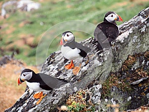 Puffin Island, Skellig Michael, Ireland