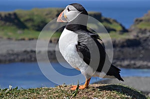 Puffin, isle of Lunga, Argyll, Scotland photo