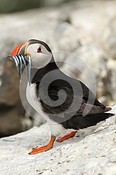 Puffin with in its beak fish