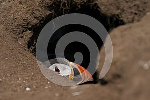 Puffin in its burrow on Skomer Island in Pembrokeshire, Wales