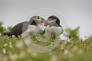 Puffin kissing