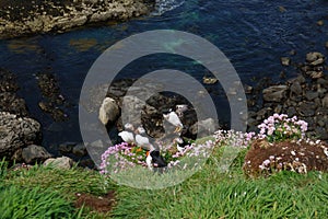 Puffin landing between pink spring flowers on the cliffs of Lunga Island in Scotland