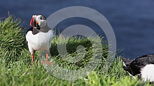 Puffin on the Latrabjarg peninsula