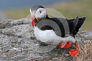 Puffin like a duck