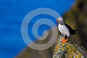 Puffin looking at sea