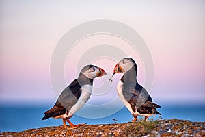 Puffin Love