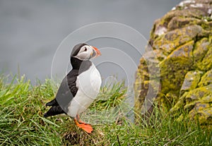 Puffin (Lunda)