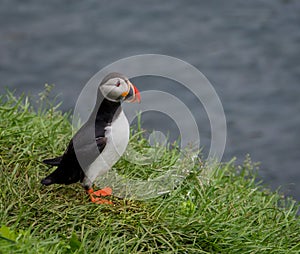Puffin (Lunda)