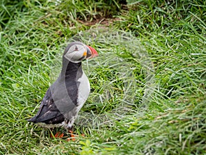 Puffin (Lunda)