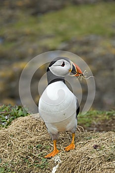 Puffin, Lunga