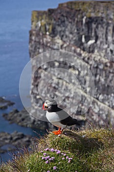 Puffin at LÃ¡trabjarg