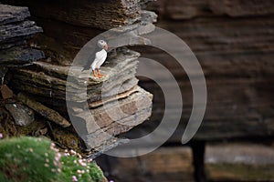 Puffin on Mainland, Orkney islands, Scotland