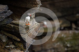 Puffin on Mainland, Orkney islands, Scotland