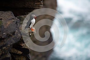 Puffin on Mainland, Orkney islands, Scotland