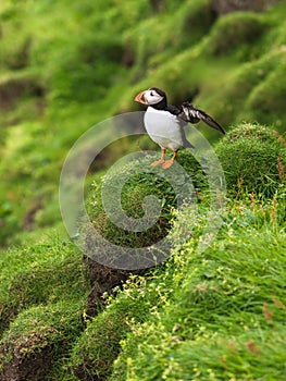 Puffin on Mykines, Faroe Islands