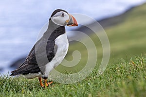 Puffin at the Mykines island at Faroe Islands