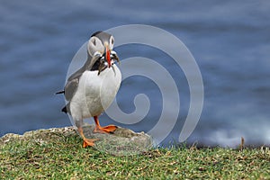 Puffin at the Mykines island at Faroe Islands