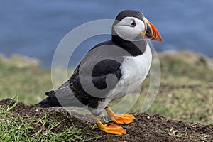 Puffin at the Mykines island at Faroe Islands