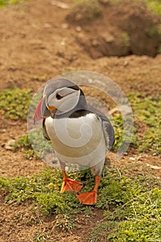 Puffin near burrows 2 fratercula arctica