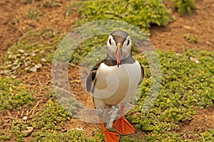 Puffin near burrows fratercula arctica