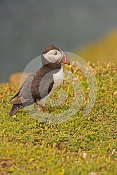 Puffin near cliff 5 fratercula arctica