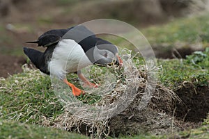 Puffin nest building