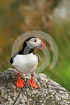 Puffin from the Norwegian island of Runde. Colorful bird. Black white bird. Flying puffin.