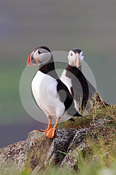 Puffin Pair