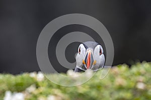 Puffin Peeking Behind Sea Campion Flowers