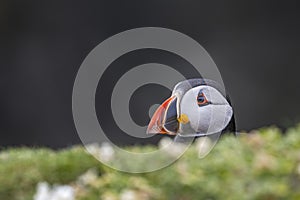 Puffin Peeking from Sea Campion Flowers