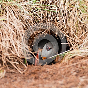 Puffin peeping from burrow photo