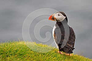 Puffin portrait