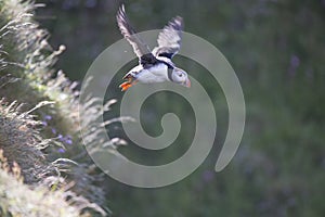 Puffin portrait with fish, flying, nest