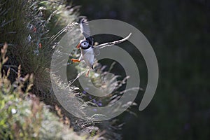 Puffin portrait with fish, flying, nest