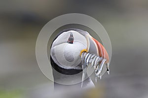 Puffin portrait with fish, flying, nest